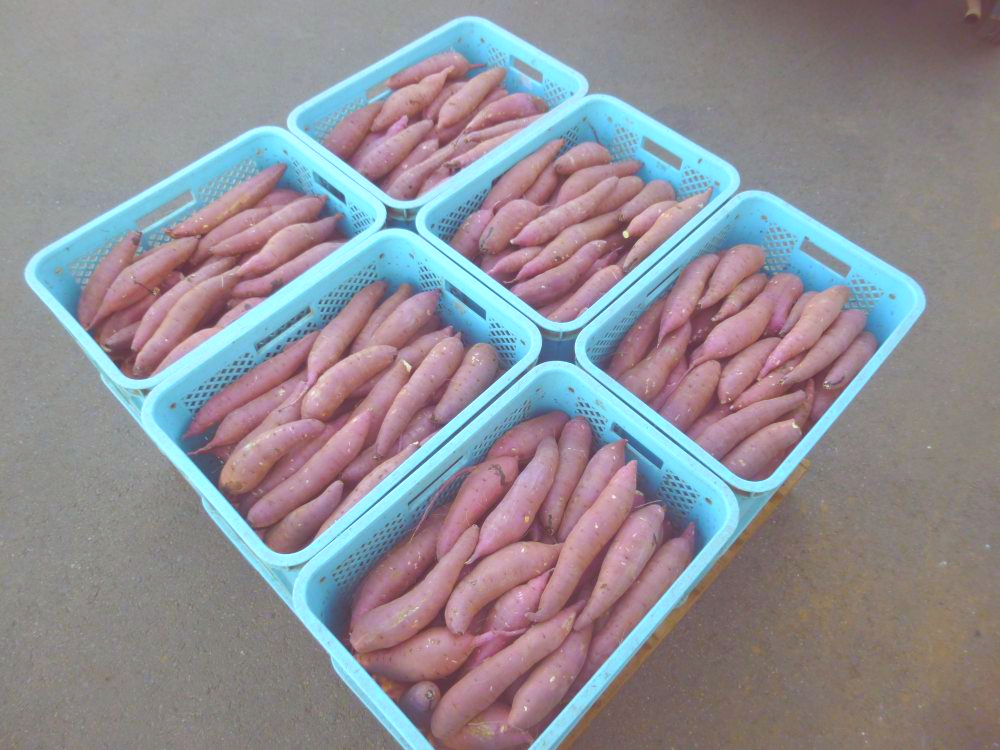 茨城で育った 甘くておいしいさつまいも