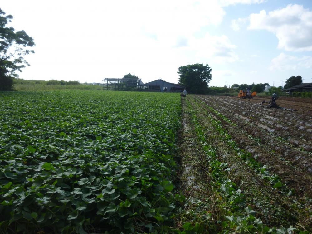 さつまいもの生育に合った自然環境