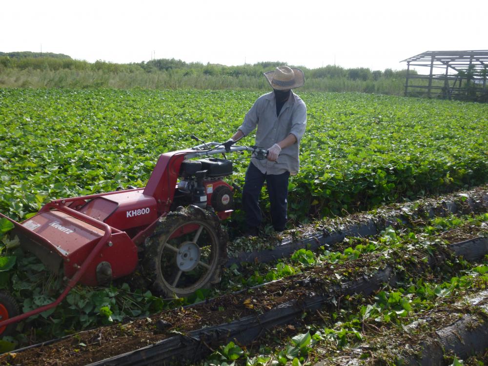 さつまいもの生育に合った自然環境